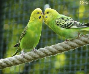 Puzle Dva australští papoušci