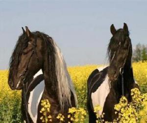 Puzle Dva koně mezi květy