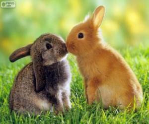 Puzle Dva krásné králíky tváří v tvář