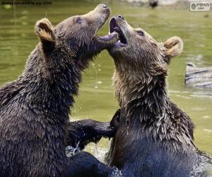 Puzle Dva medvědi ve vodě