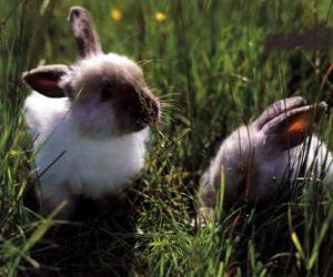 Puzle Dva mladí králíci v trávě
