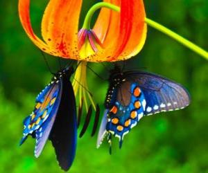 Puzle Dva motýli na květině