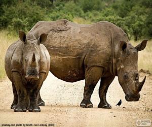 Puzle Dva nosorožci