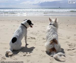 Puzle Dva psi na pláži