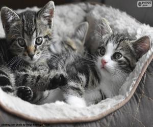 Puzle Dva roztomilý koťátka
