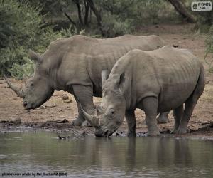 Puzle Dva velcí bílí nosorožci