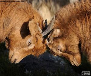 Puzle Dvě kozy boj