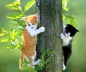 Puzle Dvě kočky na strom