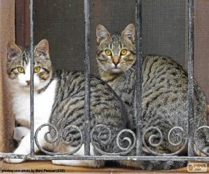 Puzle Dvě kočky v okně