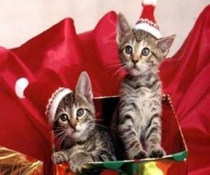 Puzle Dvě koťátka s kloboukem Santa Claus v dárkové krabičce