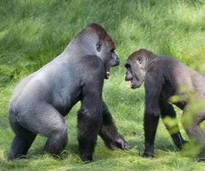 Puzle Dvě mladé gorily chůze na všech čtyřech