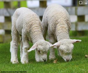 Puzle Dvě něžné ovce