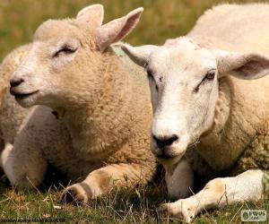 Puzle Dvě ovce