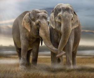 Puzle Dvě velké sloni s propletené kmeny