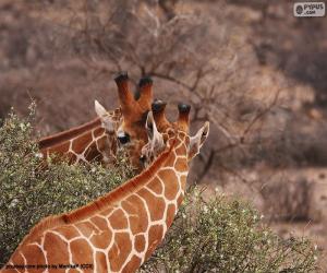 Puzle Dvě žirafy jedí listy