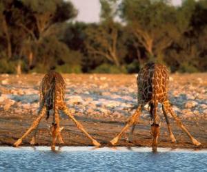 Puzle Dvě žirafy, pití u rybníka v savaně
