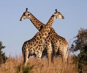 Puzle Dvě žirafy