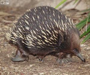 Puzle Echidna