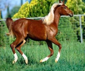 Puzle Elegantní mladý kůň
