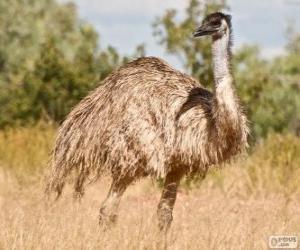 Puzle Emu druhé největší pták