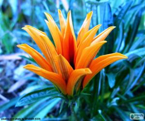 Puzle Exotické oranžová květina