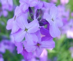Puzle Fialová nebo violky, okrasná rostlina s květinovým používá v zahradách