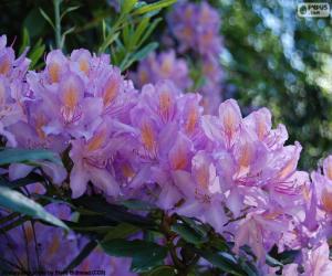 Puzle Fialové květy azalka