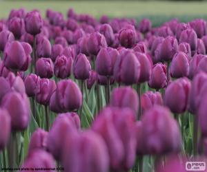 Puzle Fialové tulipány