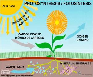 Puzle Fotosyntéza