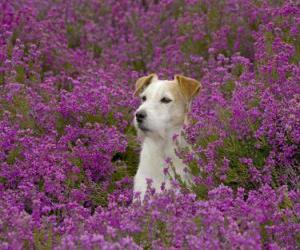 Puzle Fox Terrier v oblasti