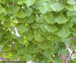 Puzle Ginkgo biloba listy