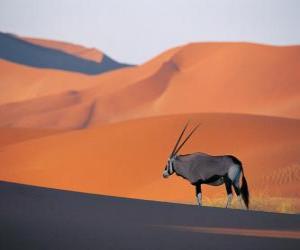 Puzle Grant gazela s dlouhými rohy v dunách pouště