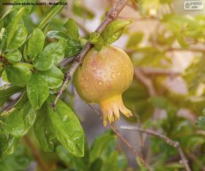 Puzle Granátové jablko ve stromě