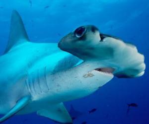 Puzle Great hammerhead