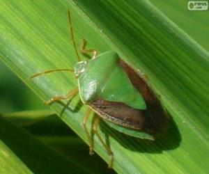 Puzle Green Stink Bug