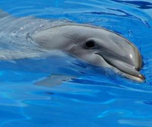 Puzle Happy delfínů
