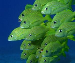 Puzle Hejno ryb, zelené