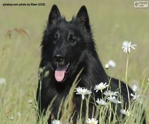 Puzle Hlava belgického ovčáka groenendael