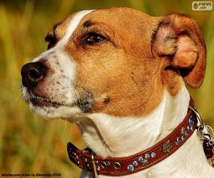 Puzle Hlava Jack Russell teriér