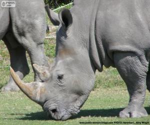 Puzle Hlava nosorožce