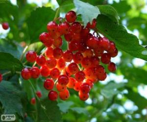 Puzle Holly s červeným ovocem