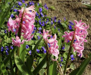 Puzle Hyacint růžový