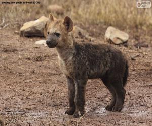 Puzle Hyena štěně