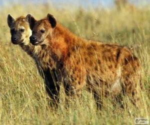 Puzle Hyena