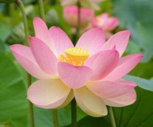 Puzle Indian Lotus
