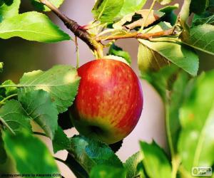 Puzle Jablko na stromě