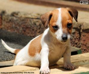 Puzle Jack Russell teriér štěně