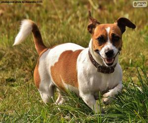 Puzle Jack Russell teriér