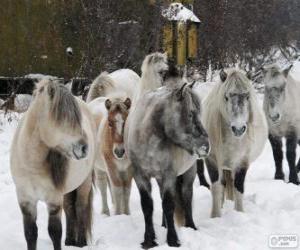 Puzle Jakutský kůň pocházející z Sibiř