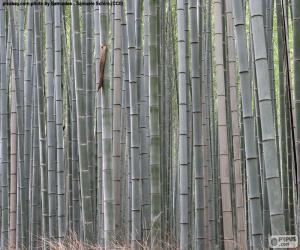 Puzle Japonský bambus Les